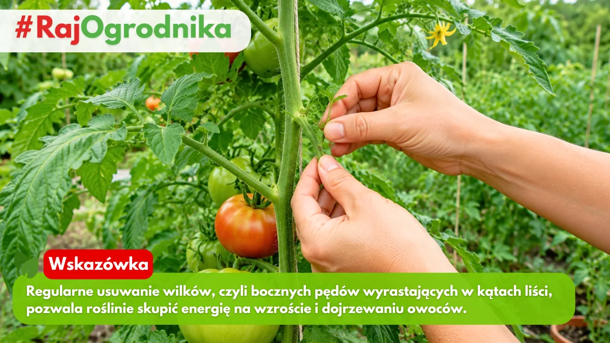 Dlaczego należy regularnie usuwać wilki z pomidorów blog sklep rajogrodnika